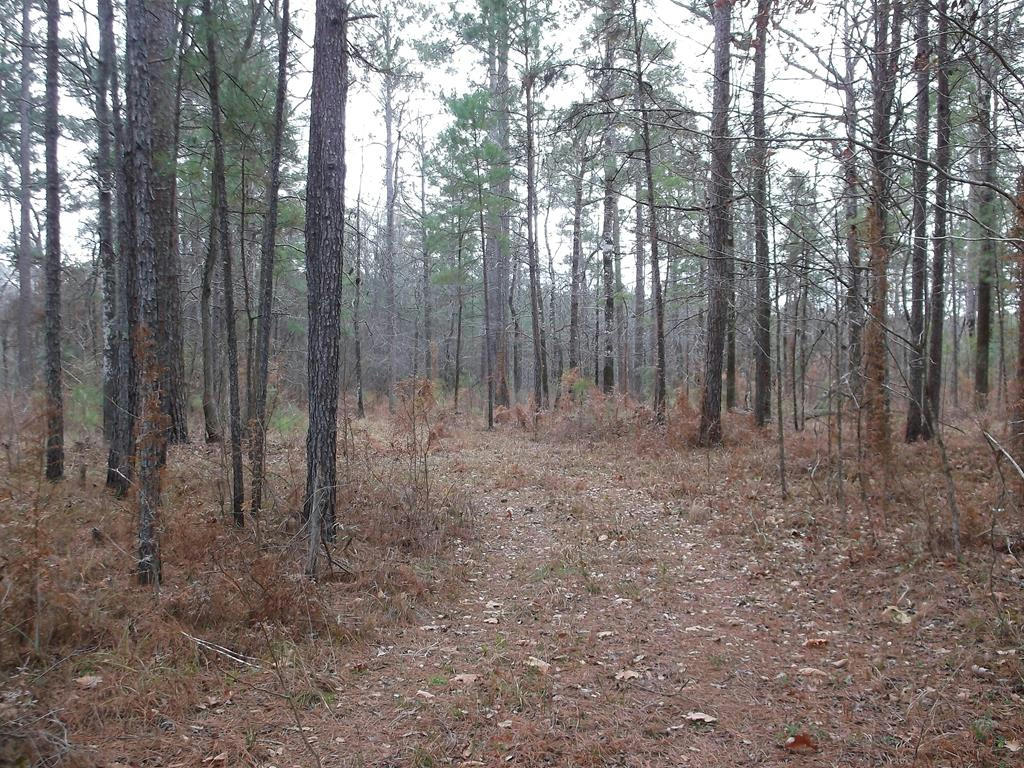 104 HOMOCHITTO NATIONAL FORREST, MEADVILLE, MS 39653, photo 1 of 4